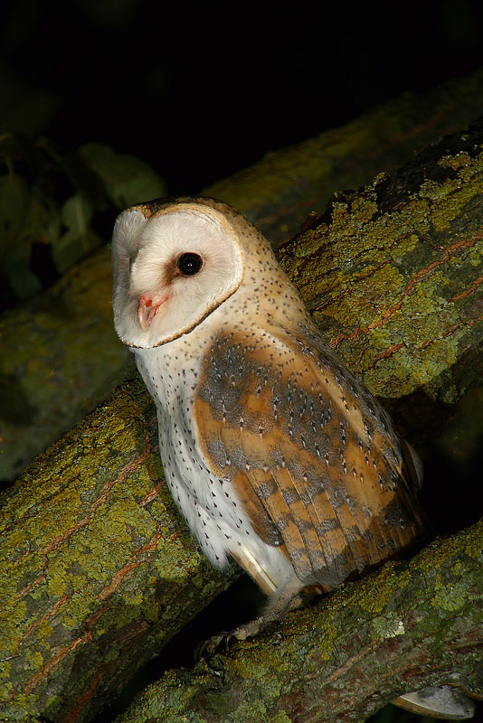 Barbagianni - Tyto alba in Digiscoping